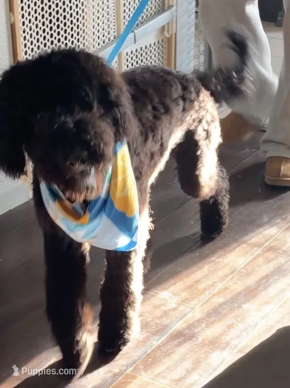 Liam Kai – Goldendoodle puppy for sale in Keller, TX