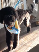 Liam Kai, a male Goldendoodle for sale in Keller, TX – 1 of 8