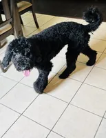 Liam Kai, a male Goldendoodle for sale in Keller, TX – 2 of 8