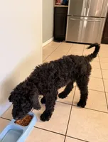 Liam Kai, a male Goldendoodle for sale in Keller, TX – 5 of 8