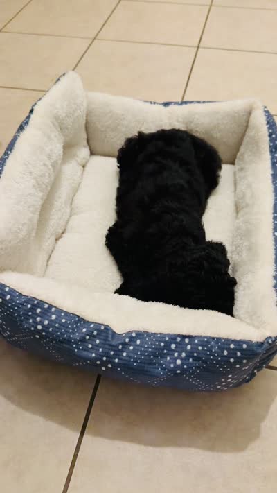 Liam Kai, a male Goldendoodle for sale in Keller, TX – 7 of 8
