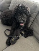 Liam Kai, a male Goldendoodle for sale in Keller, TX – 3 of 8