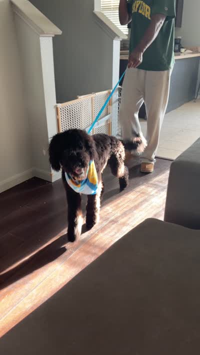 Liam Kai, a male Goldendoodle for sale in Keller, TX – 6 of 8