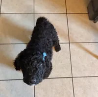 Liam Kai, a male Goldendoodle for sale in Keller, TX – 4 of 8