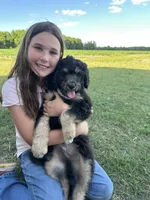 Chunky Monk, a male Aussiedoodle for sale in Farmville, NC – 3 of 3