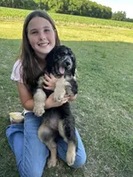 Pretty boy, a male Aussiedoodle for sale in Farmville, NC – 3 of 3
