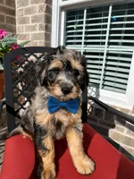 Merle, a male Aussiedoodle for sale in Farmville, NC – 1 of 3