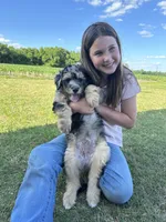 Merle, a male Aussiedoodle for sale in Farmville, NC – 3 of 3
