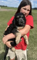 Pretty boy, a male Aussiedoodle for sale in Farmville, NC – 2 of 3