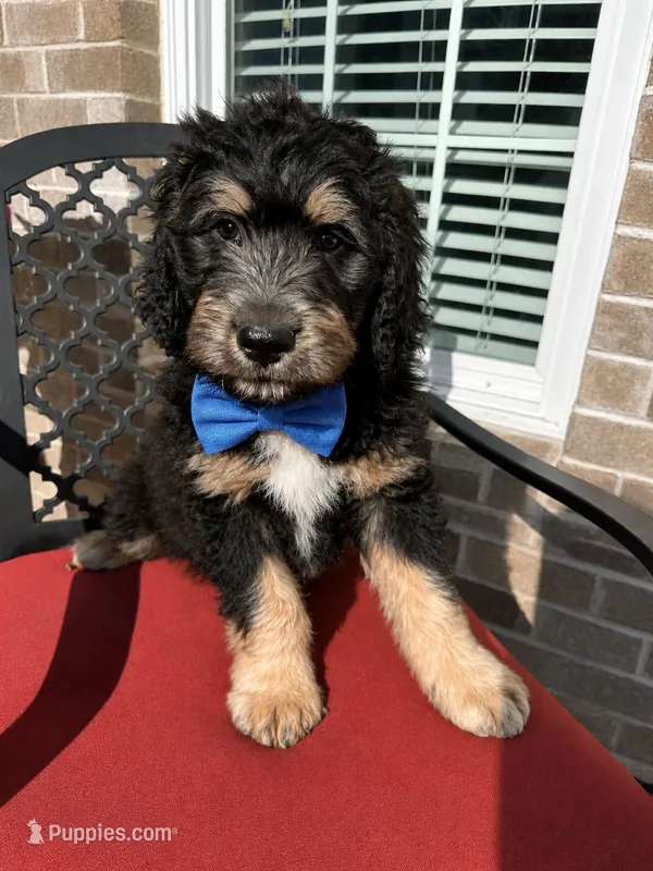 Chunky Monk – Aussiedoodle puppy on hold in Farmville, NC