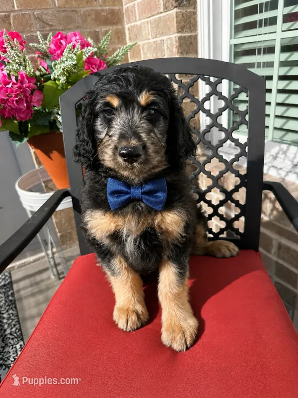Pretty boy – Aussiedoodle puppy for sale in Farmville, NC