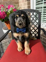 Pretty boy, a male Aussiedoodle for sale in Farmville, NC – 1 of 3