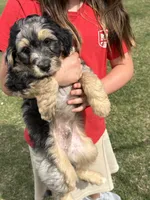 Merle, a male Aussiedoodle for sale in Farmville, NC – 2 of 3