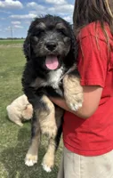 Chunky Monk, a male Aussiedoodle for sale in Farmville, NC – 2 of 3
