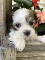 Theo, a male Bichon Frise and Shichon for sale in Spring Run, PA – 4 of 5