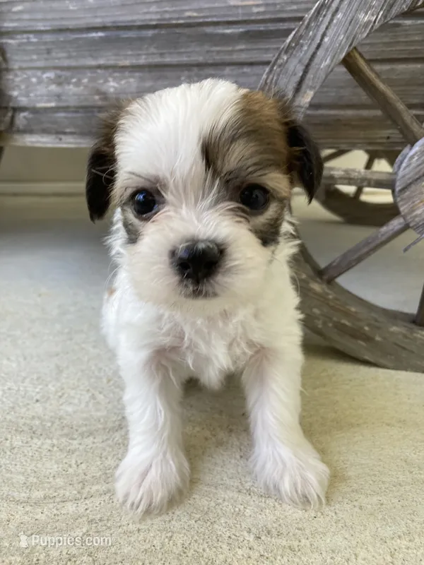 Theo – Bichon Frise, Shichon puppy for sale in Spring Run, PA