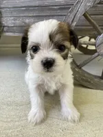 Theo, a male Bichon Frise and Shichon for sale in Spring Run, PA – 1 of 5