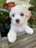 Koda, a male Bichon Frise and Shichon for sale in Spring Run, PA – 2 of 4