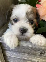 Theo, a male Bichon Frise and Shichon for sale in Spring Run, PA – 2 of 5