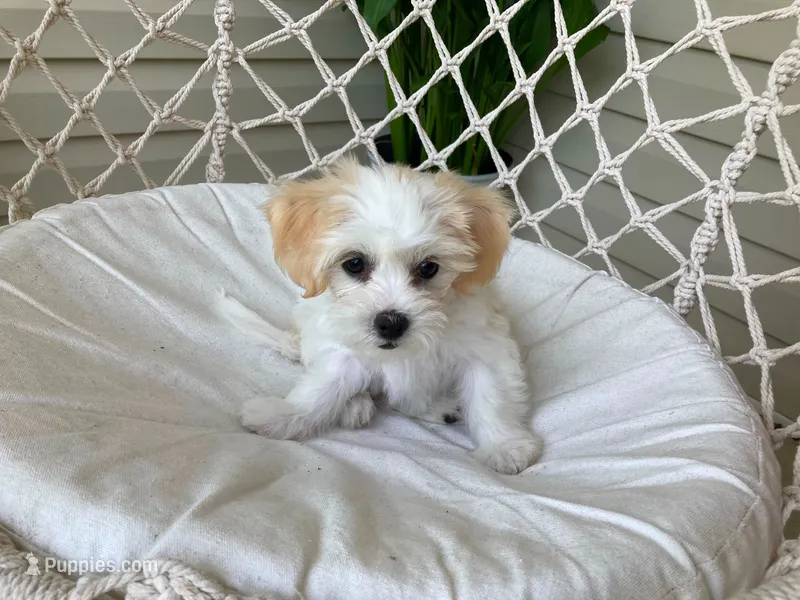 Ellie – Bichon Frise, Shichon puppy for sale in Spring Run, PA