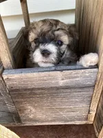 Niki, a female Bichon Frise and Shichon for sale in Spring Run, PA – 5 of 5