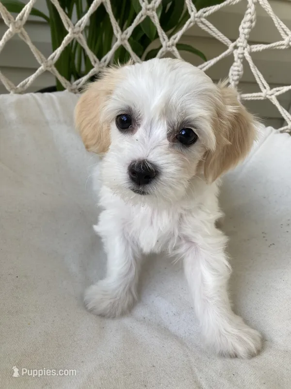 Ellie – Bichon Frise, Shichon puppy for sale in Spring Run, PA