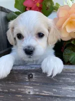 Willow, a female Bichon Frise and Shichon for sale in Spring Run, PA – 3 of 4