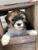 Niki, a female Bichon Frise and Shichon for sale in Spring Run, PA – 3 of 5