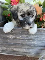 Lexi, a female Bichon Frise and Shichon for sale in Spring Run, PA – 4 of 4