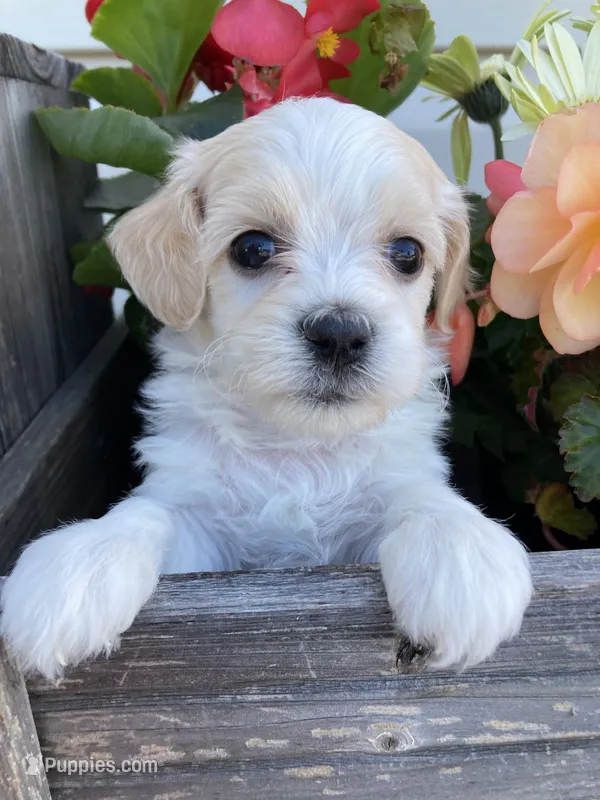 Willow – Bichon Frise, Shichon puppy for sale in Spring Run, PA