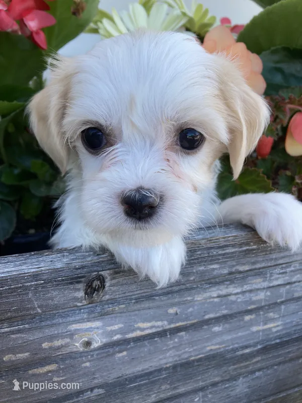 Ellie – Bichon Frise, Shichon puppy for sale in Spring Run, PA