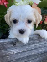 Ellie, a female Bichon Frise and Shichon for sale in Spring Run, PA – 1 of 2