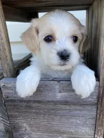 Willow, a female Bichon Frise and Shichon for sale in Spring Run, PA – 2 of 4