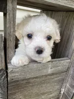 Koda, a male Bichon Frise and Shichon for sale in Spring Run, PA – 4 of 4