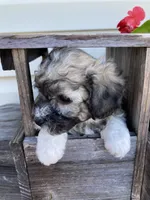 Lexi, a female Bichon Frise and Shichon for sale in Spring Run, PA – 2 of 4