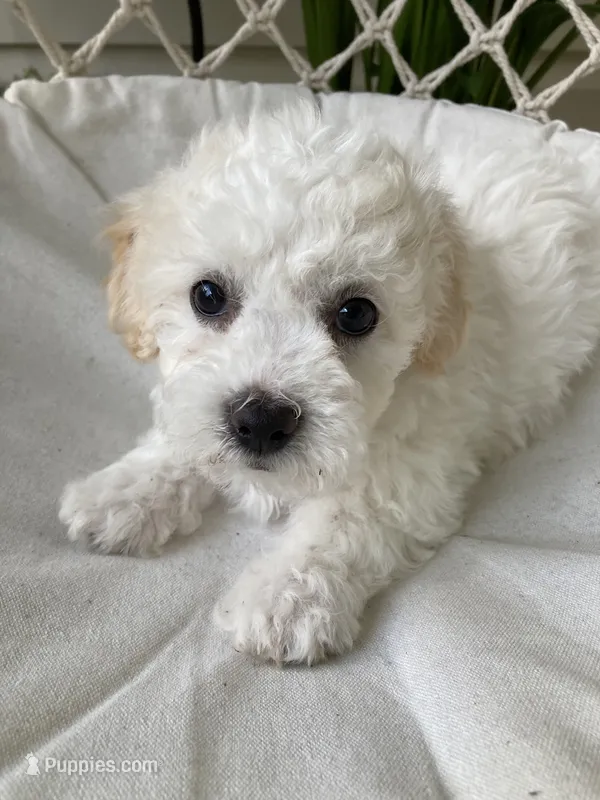 Koda – Bichon Frise, Shichon puppy for sale in Spring Run, PA