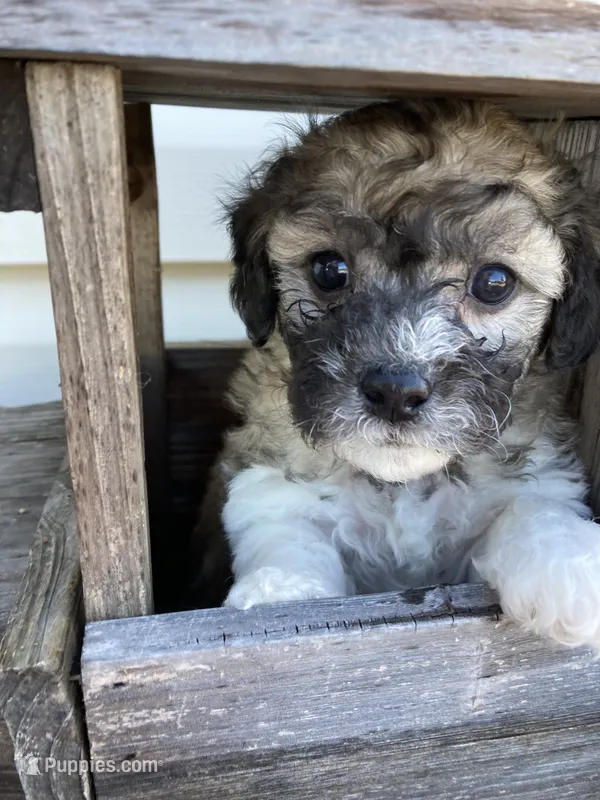 Lexi – Bichon Frise, Shichon puppy for sale in Spring Run, PA