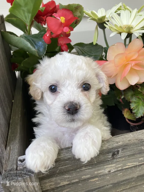 Koda – Bichon Frise, Shichon puppy for sale in Spring Run, PA