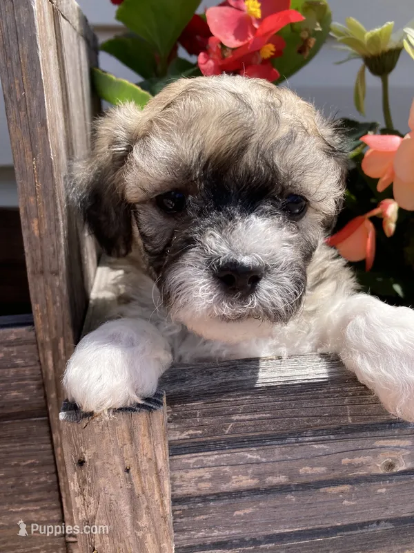 Niki – Bichon Frise, Shichon puppy for sale in Spring Run, PA