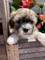 Niki, a female Bichon Frise and Shichon for sale in Spring Run, PA – 4 of 5