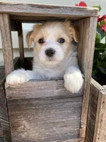 Carter, a male Bichon Frise and Shichon for sale in Spring Run, PA – 3 of 4