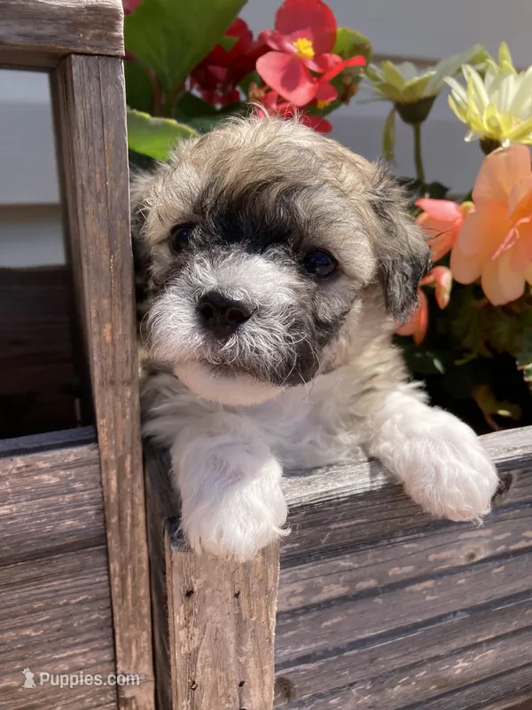 Niki – Bichon Frise, Shichon puppy for sale in Spring Run, PA