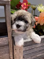 Niki, a female Bichon Frise and Shichon for sale in Spring Run, PA – 1 of 5