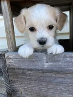 Willow, a female Bichon Frise and Shichon for sale in Spring Run, PA – 4 of 4