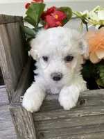 Koda, a male Bichon Frise and Shichon for sale in Spring Run, PA – 3 of 4