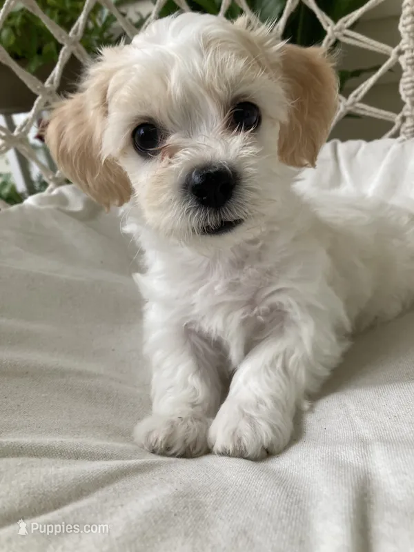 Willow – Bichon Frise, Shichon puppy for sale in Spring Run, PA