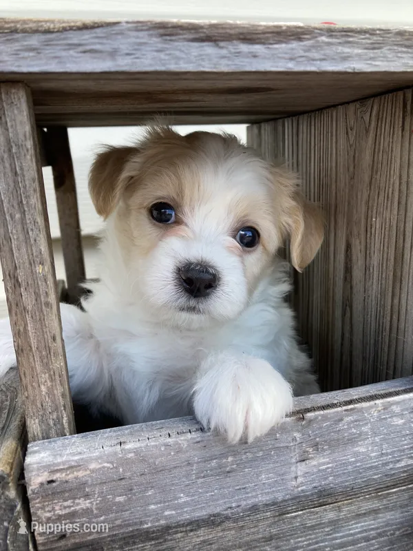 Carter – Bichon Frise, Shichon puppy for sale in Spring Run, PA