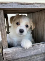 Carter, a male Bichon Frise and Shichon for sale in Spring Run, PA – 1 of 4