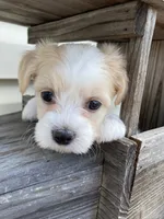 Carter, a male Bichon Frise and Shichon for sale in Spring Run, PA – 4 of 4