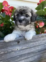 Lexi, a female Bichon Frise and Shichon for sale in Spring Run, PA – 3 of 4
